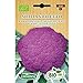 Germisem Orgánica Sicilia Violetto Semillas de Coliflor 1 g (ECBIO3000) nuevo 2024