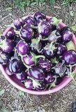 Photo 25 Seeds / Purple Eggplant (Baby Eggplants), best price $9.25 ($0.37 / Count), bestseller 2024
