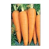 Photo 750 Danvers 126 Carrot Seeds | Non-GMO | Fresh Garden Seeds, best price $5.95, bestseller 2024