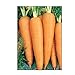 750 Danvers 126 Carrot Seeds | Non-GMO | Fresh Garden Seeds new 2024