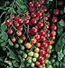 David's Garden Seeds Tomato Cherry Supersweet FBA 1010 (Red) 25 Non-GMO, Hybrid Seeds new 2024
