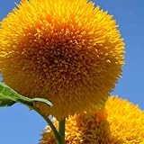 Photo Teddy Bear Sunflower Seeds | 20 Seeds | Exotic Garden Flower | Sunflower Seeds for Planting | Great for Hummingbirds and Butterflies, best price $6.96 ($0.35 / Count), bestseller 2024