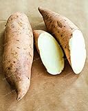 Photo Dichondra Fresh 20Pcs Sweet Potato Vegetables Seeds for Planting White, best price $14.99, bestseller 2024