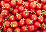 Photo 30+ Sweetie Cherry a.k.a. Sugar Sweetie Tomato Seeds, Heirloom Non-GMO, Extra Sweet, Heavy-Yielding, Indeterminate, Open-Pollinated, Delicious, from USA, best price $2.69 ($38.16 / Ounce), bestseller 2024