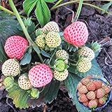 Photo Big Pack Rare Fresh Seeds for Planting (White Strawberry-2000+ Seeds), best price $8.99, bestseller 2024