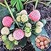 Big Pack Rare Fresh Seeds for Planting (White Strawberry-2000+ Seeds) new 2024