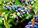 20 Oregon Grape Seeds for Planting - Stunning Ornamental Fruit Bearing Plant - Berberis bealei, Barberry, Leatherleaf Mahonia new 2024