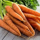 Photo Tendersweet Carrot Seeds - 50 Count Seed Pack - Non-GMO - Rich-Orange Colored Roots are coreless, Crisp and Very Sweet. Perfect for Canning, juicing, or Eating raw. - Country Creek LLC, best price $2.29, bestseller 2024