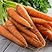 Tendersweet Carrot Seeds - 50 Count Seed Pack - Non-GMO - Rich-Orange Colored Roots are coreless, Crisp and Very Sweet. Perfect for Canning, juicing, or Eating raw. - Country Creek LLC new 2024