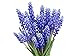 Muscari Armeniacum - 15 Grape Hyacinth Bulbs - Top Size 9/10 cm new 2024