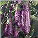 Unbrandred Fairy Tale Eggplants Seeds (25+ Seeds)(More Heirloom, Organic, Non GMO, Vegetable, Fruit, Herb, Flower Garden Seeds (25+ Seeds) at Seed King Express) new 2024