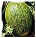 Semillas de melón valenciano temperano - verduras - cucumis melo - 90 semillas aproximadamente - las mejores semillas de plantas - flores - frutas raras - melones valencianos - idea de regalo original nuevo 2024