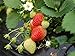 Everbearing Strawberry Seeds 200PCS Non-GMO new 2024