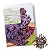 BIO Grünkohl Samen (Redbor) - Grünkohl Saatgut aus biologischem Anbau ideal für die Anzucht im Garten, Balkon oder Terrasse neu 2024