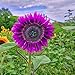 Semillas para plantar, 100 unidades/bolsa de semillas de girasol no transgénicos planta anual púrpura Marguerita flor plántulas para jardinería - semillas de girasol nuevo 2024