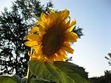 Photo Monster Sunflower 30+ ( Ct ), best price $16.00, bestseller 2024