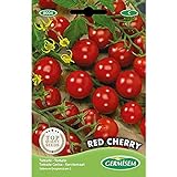 Foto Germisem Red Cherry Semillas de Tomate 1 g (EC8004), mejor precio 2,45 €, éxito de ventas 2024