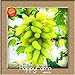 Best-Selling100 PCS/Pack 12 Arten von Traubenkernen Advanced Fruit Seed Natural Growth Trauben Sweet Kyoho Gardening, 6T7EXB 5 neu 2024