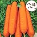900 stücke Große Packung Karottesamen Wachsender Kit Hausgarten Bonsai Gemüse Fruchtpflanzen Setzlinge Karottensamen 1size. neu 2024