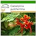 SAFLAX - Pequeño flamboyan - 10 semillas - Con sustrato estéril para cultivo - Caesalpinia pulcherrima nuevo 2024
