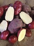 Photo Seed Potato, Red Lasoda, (5 Lbs.), Certified Minnesota Grown Red Lasoda, best price $8.95 ($0.11 / Ounce), bestseller 2024