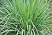 Lemongrass Seeds - 100 Seeds - Easy to Grow Herb - Ships from Iowa, Made in USA - Grow Lemon Grass new 2024