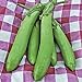 Thai Long Green Eggplant Seeds (25+ Seeds) new 2024