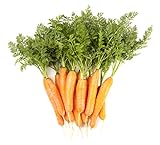 Photo Carrot Vegetable Seeds for Planting Home Garden Outdoors - Little Finger Baby Carrot Seeds!, best price $5.99, bestseller 2024
