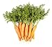 Carrot Vegetable Seeds for Planting Home Garden Outdoors - Little Finger Baby Carrot Seeds! new 2024