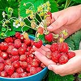 Photo SeedsUP - 100+ Alpine Strawberry Baron Solemacher Everbearing - Fruit Red, best price $8.93 ($0.09 / Count), bestseller 2024