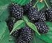 Redeo 2 Chester Thornless BlackBerry Plants, Organically Grown, Best in Zone 5-9. new 2024