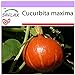 SAFLAX - Calabaza Hokkaido - 10 semillas - Cucurbita maxima nuevo 2024