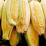 Photo Sugar Buns Sweet Yellow Corn, 75 Heirloom Seeds Per Packet, (Isla's Garden Seeds), 90% Germination Rates, Non GMO Seeds, Botanical Name: Zea mays, best price $6.75 ($0.09 / Count), bestseller 2024
