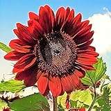 Photo RattleFree Velvet Queen Sunflower Seeds for Planting | Heirloom | Non-GMO | 50 Sunflower Seeds per Planting Packet | Fresh Garden Seeds, best price $7.95 ($0.16 / Count), bestseller 2024