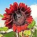 RattleFree Velvet Queen Sunflower Seeds for Planting | Heirloom | Non-GMO | 50 Sunflower Seeds per Planting Packet | Fresh Garden Seeds new 2024