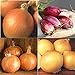 David's Garden Seeds Collection Set Onion Long-Day 9332 (Multi) 4 Varieties 800 Non-GMO, Open Pollinated Seeds new 2024