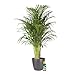 Planta de interior de Botanicly – Palma Areca en maceta antracita + 250 ml de fertilizante como un conjunto – Altura: 90 cm – Areca dypsis lutescens nuevo 2024