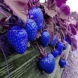 Photo MITRAEE 100pcs Blue Strawberry Fruit Seeds, best price $9.90, bestseller 2024