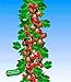 BALDUR Garten Rote Säulen-Stachelbeeren, 1 Pflanze, Ribes uva-crispa Säulenobst neu 2024