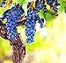 Wine Grape Vine Seeds for Planting - 100+ Seeds - Ships from Iowa, USA new 2024