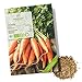 BIO Karotten Samen (Early Nantes) - Möhren Saatgut aus biologischem Anbau ideal für die Anzucht im Garten, Balkon oder Terrasse neu 2024