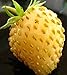 David's Garden Seeds Fruit Strawberry Yellow Wonder 3119 (Red) 50 Non-GMO, Open Pollinated Seeds new 2024