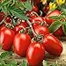 Semilla de fruta fresca con 80pcs / bolsa Semilla de tomate rara Intolerante frío Fruta jugosa Nutritiva Semilla de tomate rara para plantar Garden Yard Home Landscaping nuevo 2024