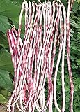 Photo Long Bean Seeds 10g Snake Yard-Long Asparagus Bean Red Noodle Pole Bean Garden Vegetable Organic Green Fresh for Planting Outside Door Cooking Dish Taste Sweet Delicious (Bean Seeds-Mix), best price $7.99 ($19.98 / Ounce), bestseller 2024