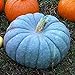 100 semillas de calabaza unids/bolsa, semillas de calabaza azul nutritivas, raras y deliciosas para plantar en casa, jardín al aire libre 1 Semillas de calabaza azul nuevo 2024