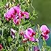 20 teile/beutelsamen, schöne attraktive offene bestäute aromatische kraut blumen pflanze erbsensamen für haushalt pflanzt gartgarten im freien 1. Samen neu 2024