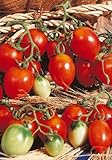 Photo Salerno Seeds Grape Tomato Piennolo Del Vesuvio Pomodoro Heirloom Tomato 3 Grams Made in Italy Italian Non-GMO, best price $4.99, bestseller 2024