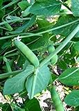 Photo Pea Seed, Early Alaska, Heirloom, Non GMO, 20+ Seeds, Great Peas, best price $1.99, bestseller 2024