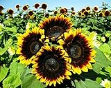 Photo 25+ Seeds Sunflower : Pro Cut (BTL) Bicolor Sunflower Fresh, best price $28.00, bestseller 2024