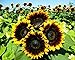25+ Seeds Sunflower : Pro Cut (BTL) Bicolor Sunflower Fresh new 2024